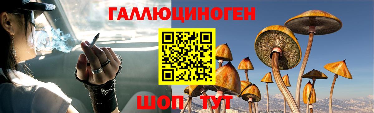 Псилоцибиновые грибы Psilocybe Дивногорск